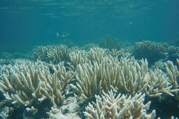 Underwater scene of a vibrant coral reef with a single fish swimming in the background, sunlight filtering through the water above