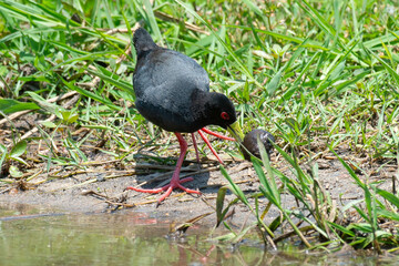 Râle à bec jaune,.Amaurornis flavirostra, Black Crake