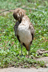 Oedicnème vermiculé,.Burhinus vermiculatus, Water Thick knee