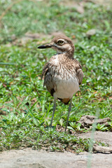 Oedicnème vermiculé,.Burhinus vermiculatus, Water Thick knee