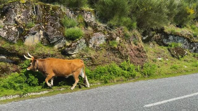 The free ranging cattle from the Peneda Geres natural Park in Portugal.