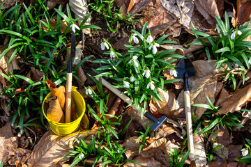 Garden tools in  yellow bucket and among leaves and snowdrops.