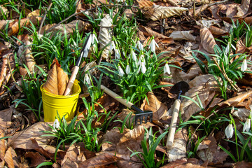 Rakes and shovels among yellow old leaves and snowdrops. In a yellow bucket there is a shovel and dry leaf.