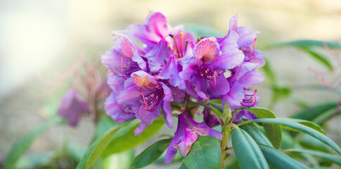Rhododendron flower, blooming rhododendron Ponticum, Catawbiense. Rhododendron blossom close up. Purple flowers blooming shrub. Flowers of bright colors, closeup 
