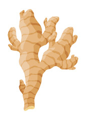Ginger root. Aromatic herbal spice. Food ingredient, natural herb plant, whole. Fresh and raw vegetable in cartoon flat style. Vector illustration isolated on white background