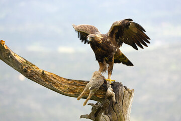 An adult Golden Eagle on its favorite vantage point with a freshly hunted prey in a Mediterranean...