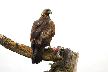 An adult Golden Eagle on its favorite vantage point with a freshly hunted prey in a Mediterranean...