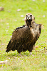 Black vulture on a Mediterranean mountain on a rainy day at first light