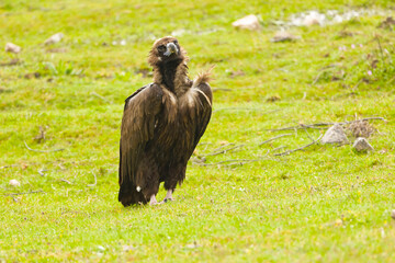 Black vulture on a Mediterranean mountain on a rainy day at first light