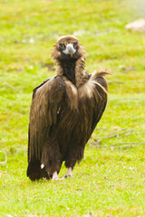 Black vulture on a Mediterranean mountain on a rainy day at first light