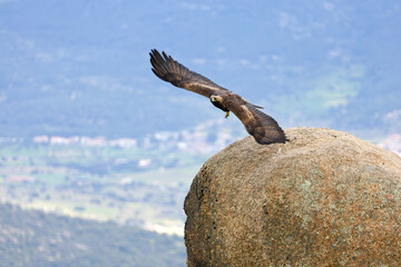 Adult Golden Eagle flying in its territory on a Mediterranean mountain at first light