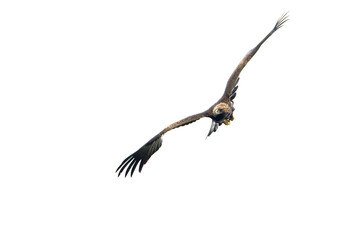 Adult Golden Eagle flying in its territory on a Mediterranean mountain at first light