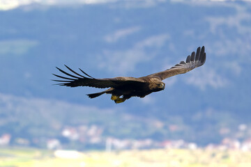 Adult female Golden Eagle flying in a Mediterranean mountainous area at first light on a rainy day in early spring