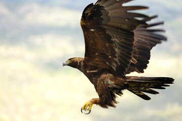 Adult female Golden Eagle flying in a Mediterranean mountainous area at first light on a rainy day in early spring