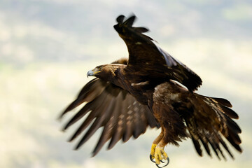 Adult female Golden Eagle flying in a Mediterranean mountainous area at first light on a rainy day in early spring