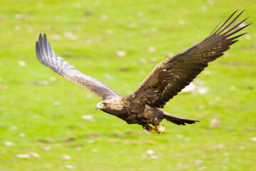 Adult female Golden Eagle flying in a Mediterranean mountainous area at first light on a rainy day in early spring