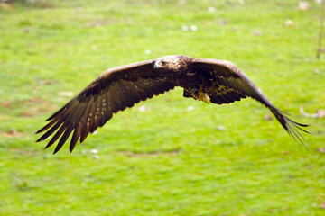 Adult female Golden Eagle flying in a Mediterranean mountainous area at first light on a rainy day in early spring
