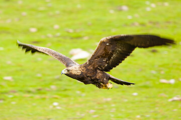 Golden Eagle in flight within its territory in a mountainous area of ​​Mediterranean forest at...