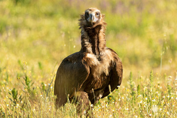 Black vulture on a Mediterranean mountain on a rainy day at first light