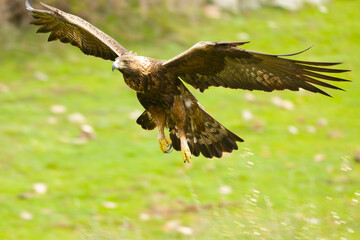 Golden Eagle in flight within its territory in a mountainous area of ​​Mediterranean forest at the first light of a rainy day