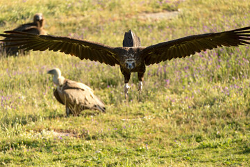 Black vulture flying in a Mediterranean mountainous area at first light of day