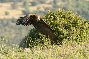 Fototapeta premium Black vulture flying in a Mediterranean mountainous area at first light of day