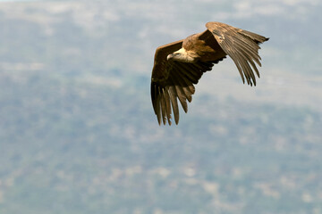 Griffon vulture flying in a Mediterranean mountainous area at first light of day
