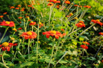 Blooming vibrant red Mexican sunflowers meadow field in sunlight