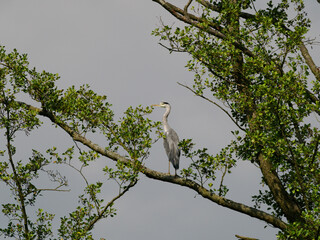 Graureiher im Baum