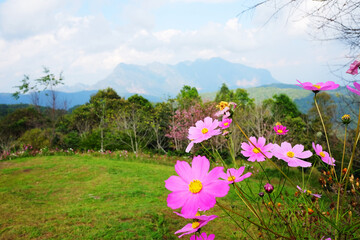 Close up blooming pink cosmos flowers meadow with Doiluang Chiangdao mountain in Chiangmai of Thailand