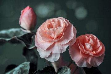 Beautiful delicate pink flower.