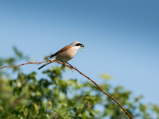 Neuntöter Weibchen mit Futter