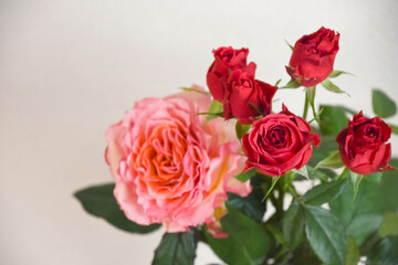 ピンクと赤のばら