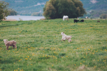 Playful goats frolic in a lush meadow by a serene lake under a soft afternoon sun, creating a...