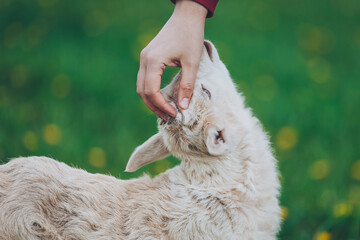 Naklejka premium Love and connection blossom in the serene meadow as a gentle hand lovingly pets a curious young goat under the soft glow of a sunny day