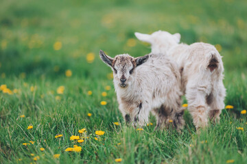 Obraz premium Playful goats frolic in a sunny meadow filled with vibrant yellow dandelions during a warm spring afternoon