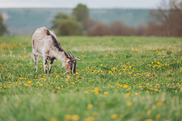 Grazing goat enjoys the vibrant blooms of a spring meadow, surrounded by lush greenery and a tranquil landscape under a soft sky