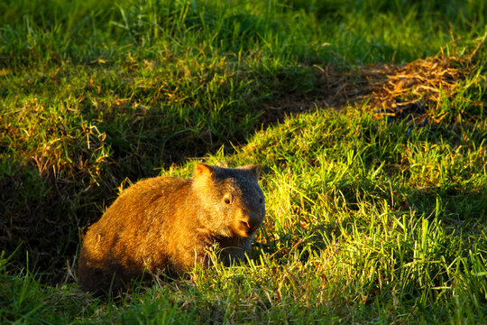 A sleepy Bare-nosed wombat, or common wombat, emerging from its burrow tunnel.