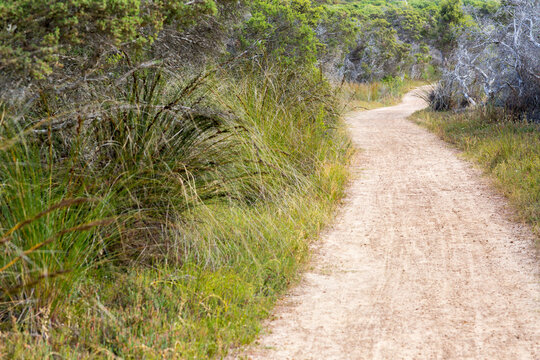 Path winding through bushes