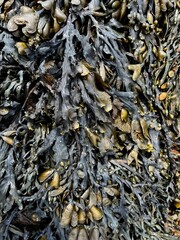 dry leaves background