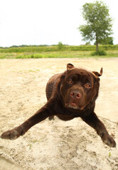 Portrait of a jumping chocolate labrador dog