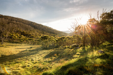 Late Afternoon Sunshine Through Trees