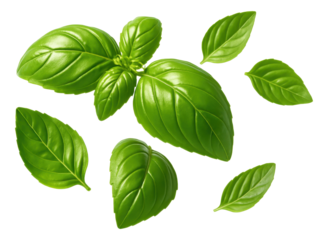 Fresh green basil leaves scattered in various orientations on transparent background.