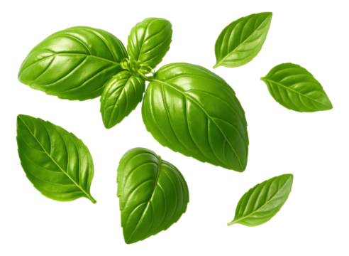 Fresh green basil leaves scattered in various orientations on transparent background.