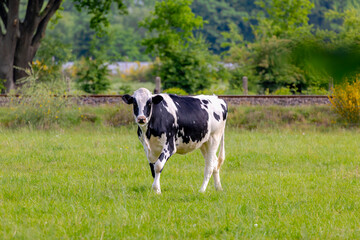 Countryside landscape in spring, A Dutch cow with black and white walking and nibbling fresh grass on green meadow, Open farm with dairy cattle on the field, forest and trees, Gelderland, Netherlands.