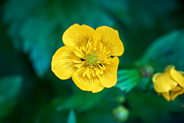 Close-up of yellow buttercup flower on blurred background.