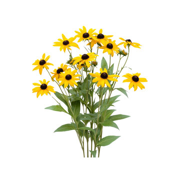 Fototapeta Vibrant Bouquet of Yellow Black-Eyed Susans (Rudbeckia hirta)