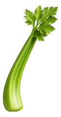 Fototapeta premium Fresh, vibrant green celery stalk with leafy tops, showcasing natural texture and shine on transparent background.