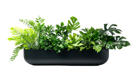 Fototapeta premium Lush green indoor plants in sleek black mode on white background