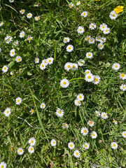 Daisies in a meadow